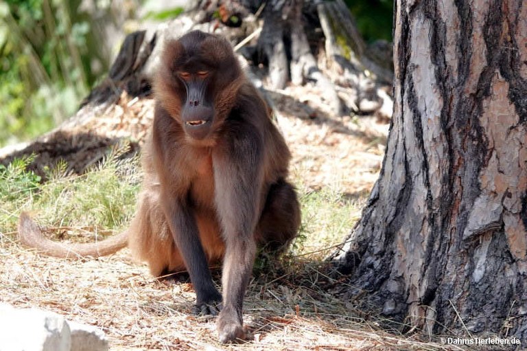 Theropithecus gelada