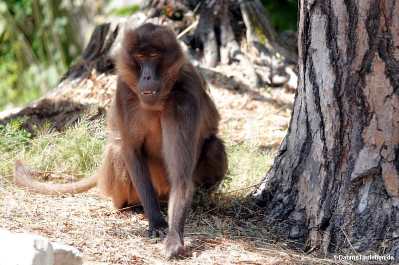 Blutbrustpavian
(Theropithecus gelada) Theropithecus gelada