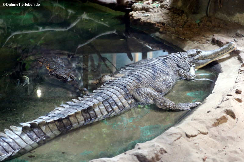 Sundagavial
(Tomistoma schlegelii) Tomistoma schlegelii
