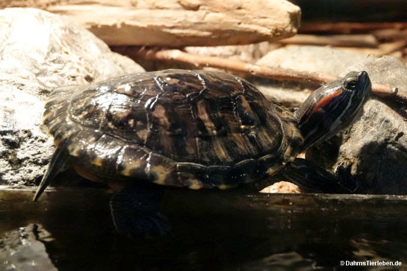 Rotwangen-Schmuckschildkröte
(Trachemys scripta elegans) Trachemys scripta elegans