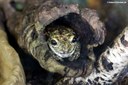 Trachycephalus nigromaculatus