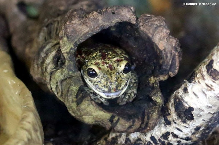 Trachycephalus nigromaculatus