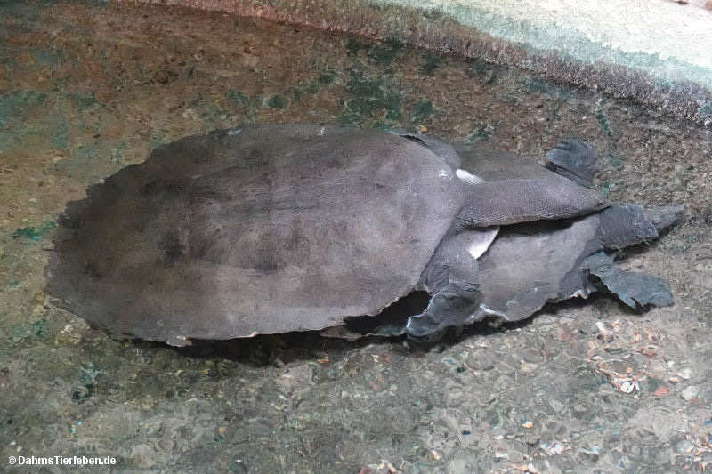 Trionyx triunguis-1