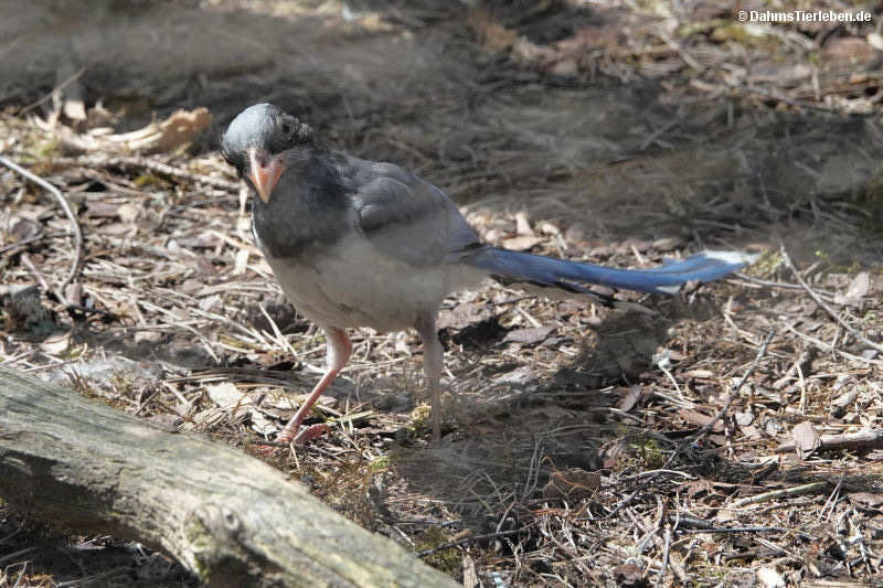 Rotschnabelkitta Urocissa erythrorhyncha-3