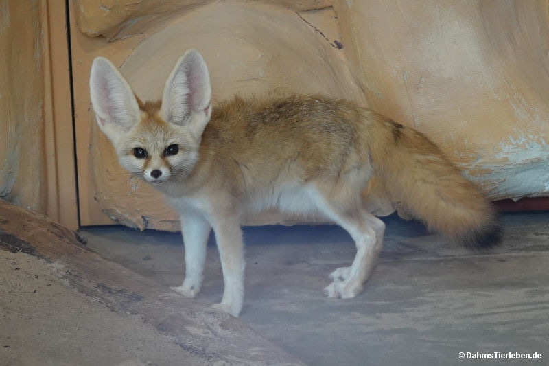 Wüstenfuchs
(Vulpes zerda) Vulpes zerda