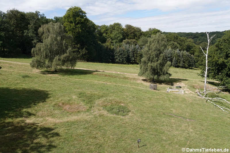 Aussichtsturm (Rückseite)