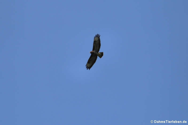 Buteo buteo buteo