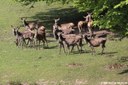 Cervus elaphus hippelaphus