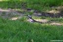 Motacilla alba alba