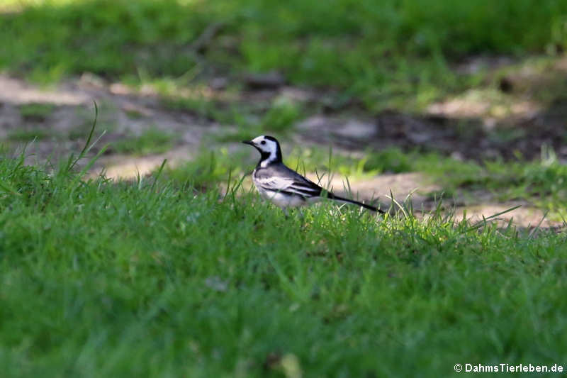 Motacilla alba alba