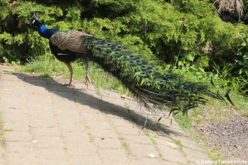 Pavo cristatus