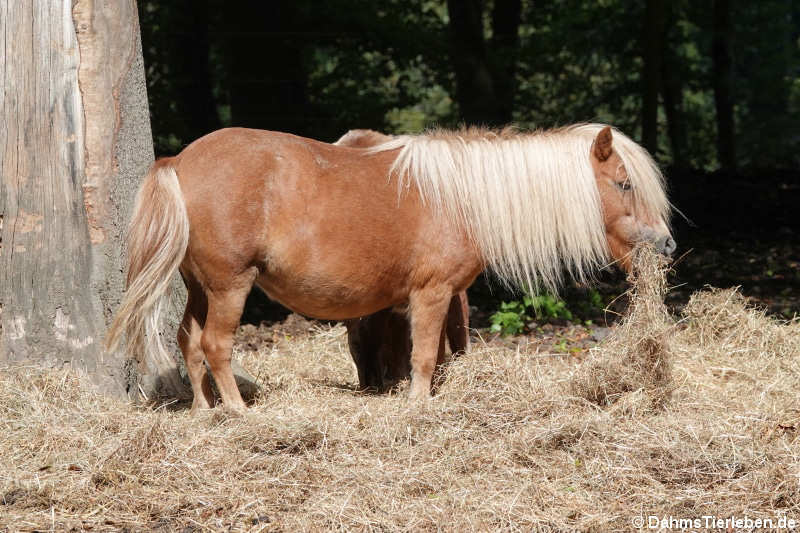 Shetlandpony