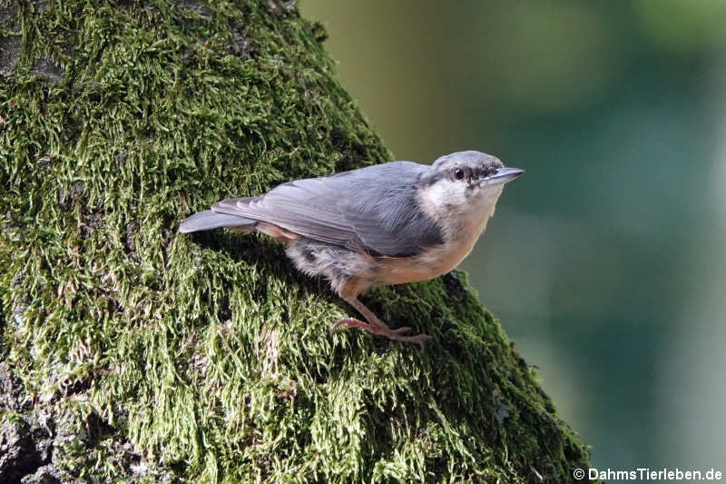 Sitta europaea caesia