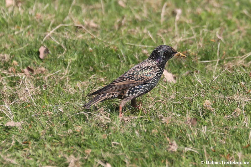 Star (Sturnus vulgaris vulgaris)