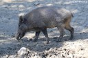 Sus scrofa scrofa