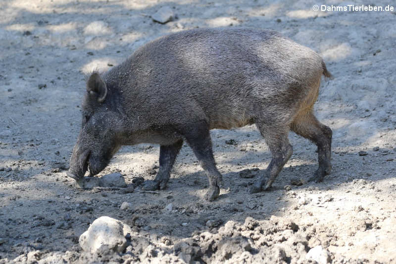 Sus scrofa scrofa