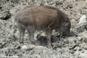 Sus scrofa scrofa