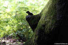 Burunduk oder Sibirisches Streifenhörnchen (Tamias sibiricus) auf dem Gelände des Wildparks Rolandseck