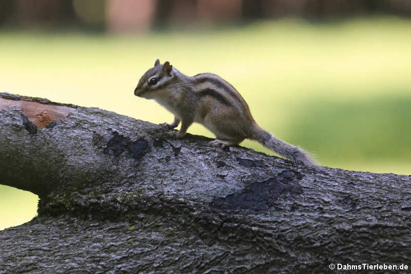 Burunduk oder Sibirisches Streifenhörnchen (Tamias sibiricus)