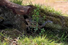 Burunduk oder Sibirisches Streifenhörnchen (Tamias sibiricus) auf dem Gelände des Wildparks Rolandseck