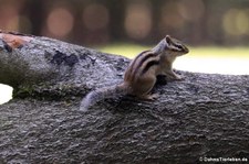 Burunduk oder Sibirisches Streifenhörnchen (Tamias sibiricus) auf dem Gelände des Wildparks Rolandseck