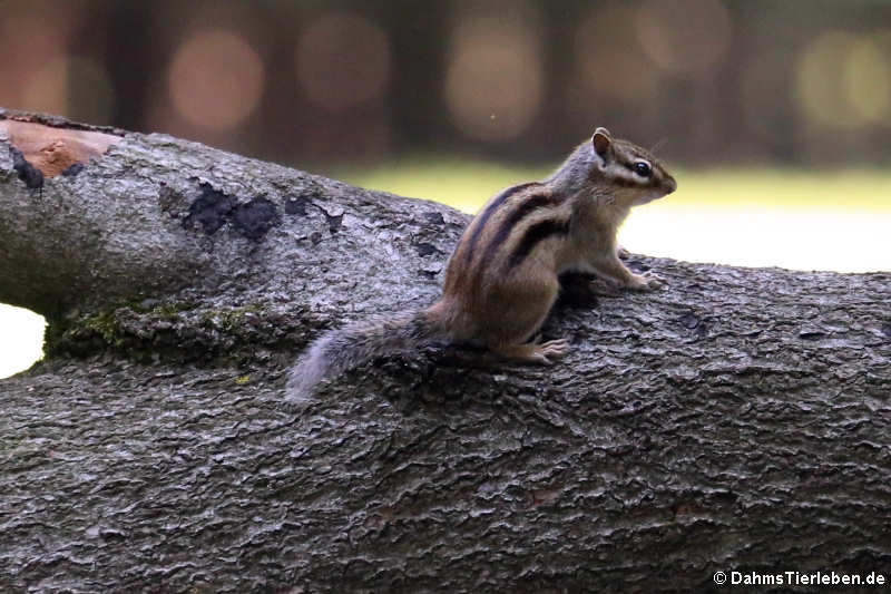 Tamias sibiricus