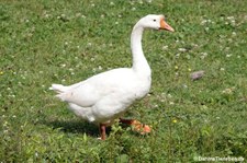 Höckergans-3
