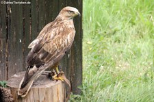 Steppenadler (Aquila nipalensis) im Greifvogelpark Saarburg