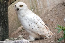 Bubo scandiacus-10