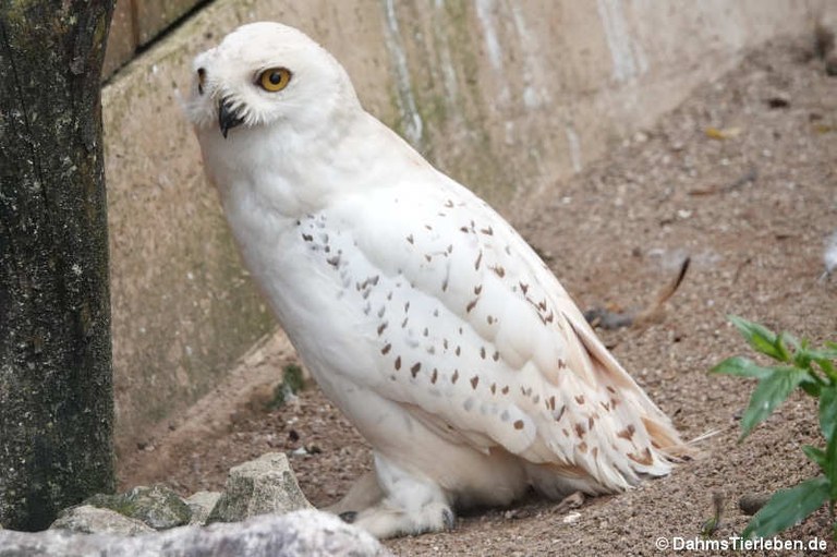 Bubo scandiacus
