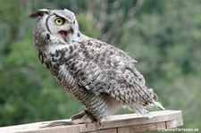 Bubo virginianus-2