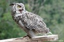 Bubo virginianus