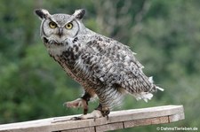 Bubo virginianus-1