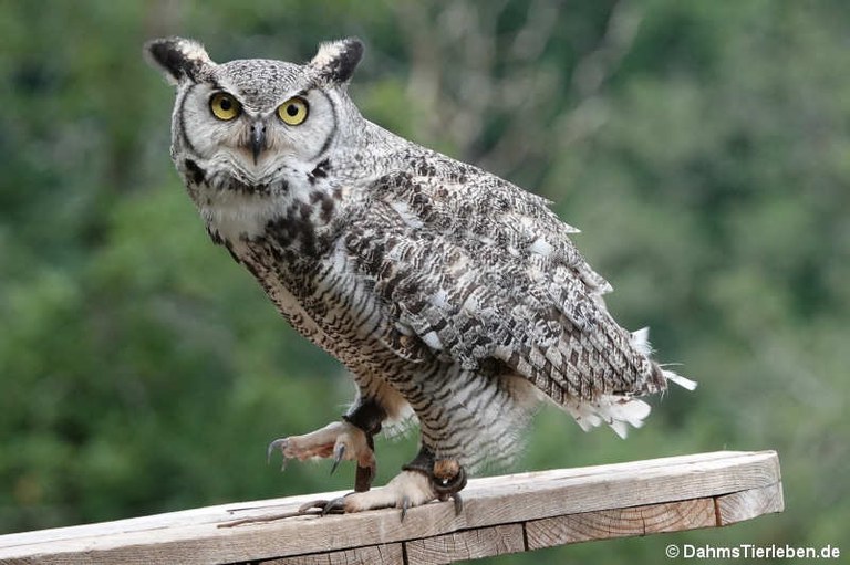 Bubo virginianus