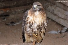 Rotschwanzbussard (Buteo jamaicensis) im Greifvogelpark Saarburg