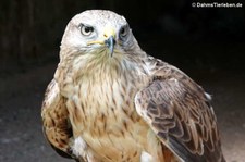 Buteo rufinus-1