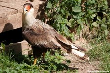 Caracara plancus-3