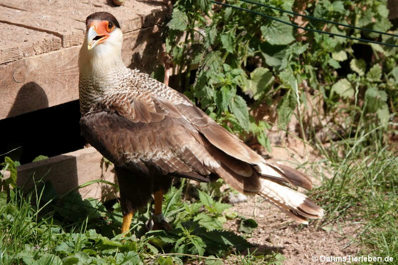 Caracara plancus