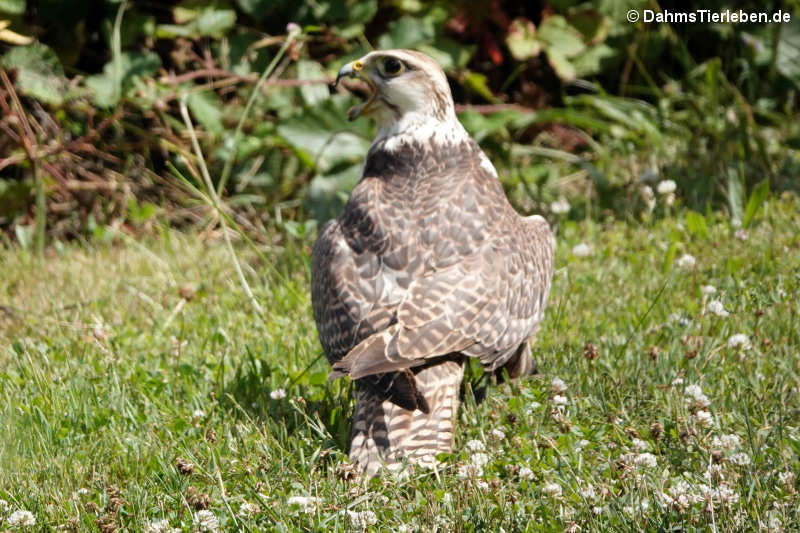 Falco cherrug