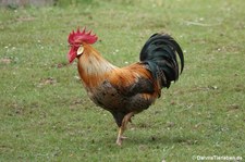 Gallus gallus-1