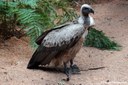 Gyps africanus