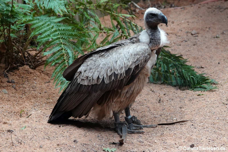 Weißrückengeier Gyps africanus-1