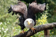 Haliaeetus leucocephalus-6