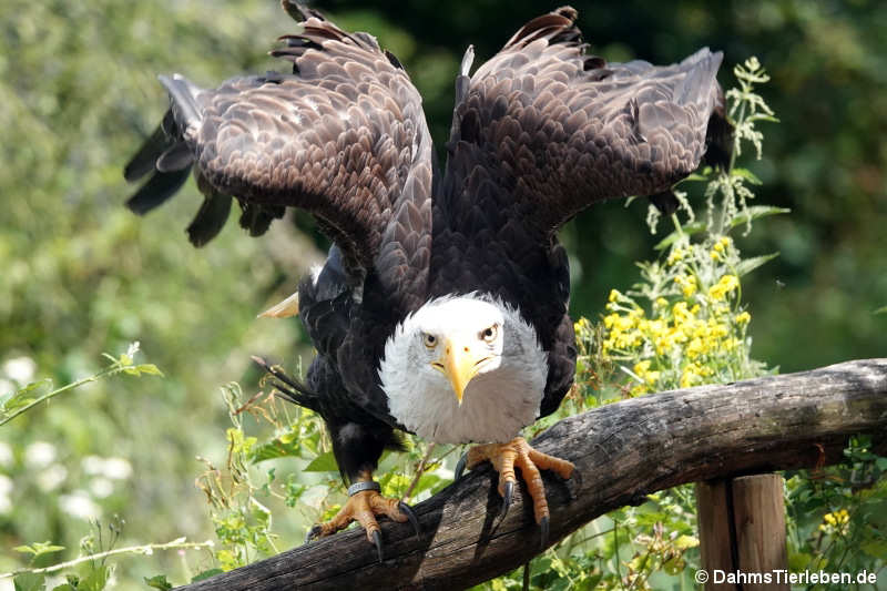 Weißkopf-Seeadler Haliaeetus leucocephalus-6