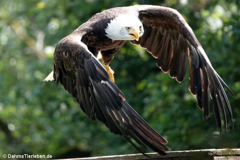 Weißkopf-Seeadler Haliaeetus leucocephalus-7