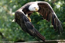 Haliaeetus leucocephalus-7