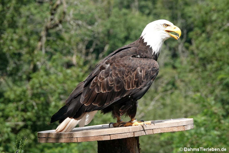Weißkopf-Seeadler Haliaeetus leucocephalus-5