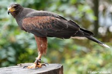 Parabuteo unicinctus-8