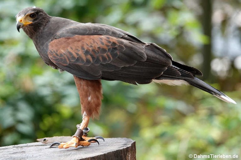 Parabuteo unicinctus