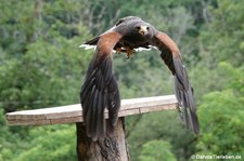Parabuteo unicinctus-9